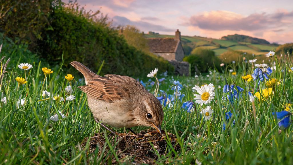 What Do Nightingale Birds Eat? 2026 Guide to Their Wild & Backyard Diets