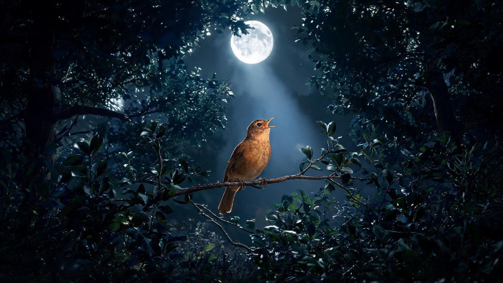 Guide: What Do Nightingales Sound Like? Easy Ways to Recognize Their Unique Call