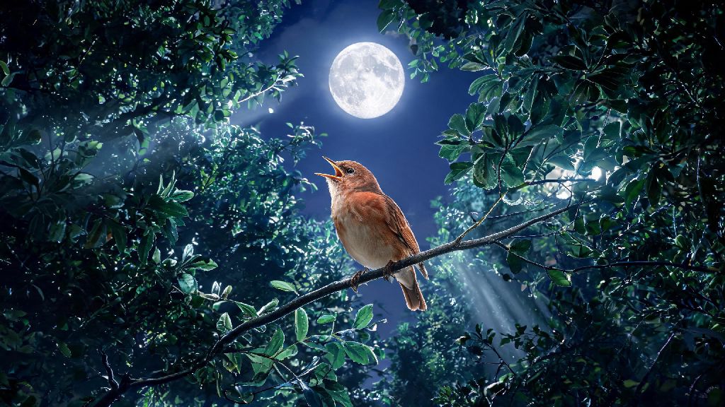 When Does the Nightingale Sing? Full Guide & Practical Spotting Tips